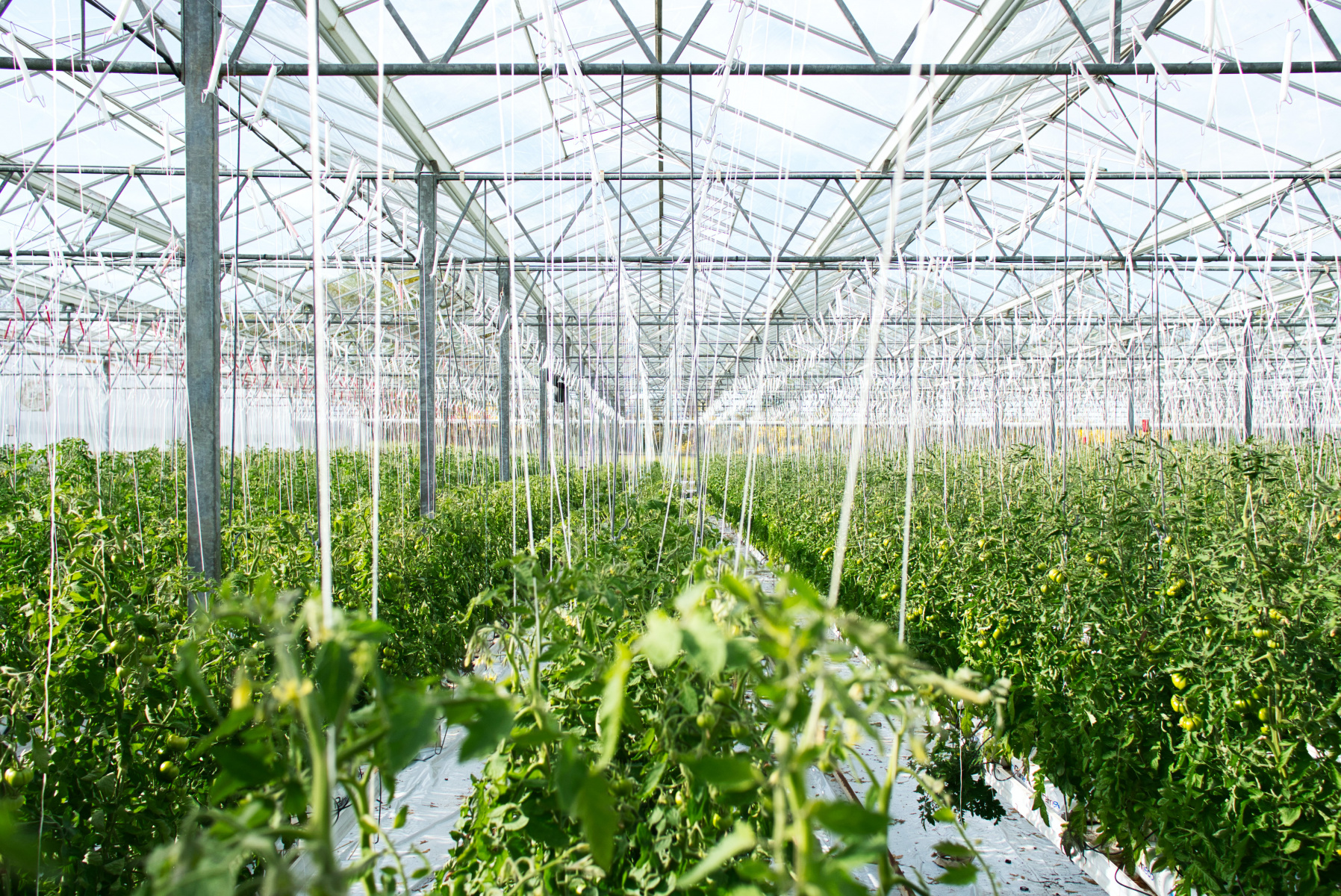 Tomaten kwekerij in kassen